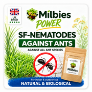 Ant Nest Nematodes