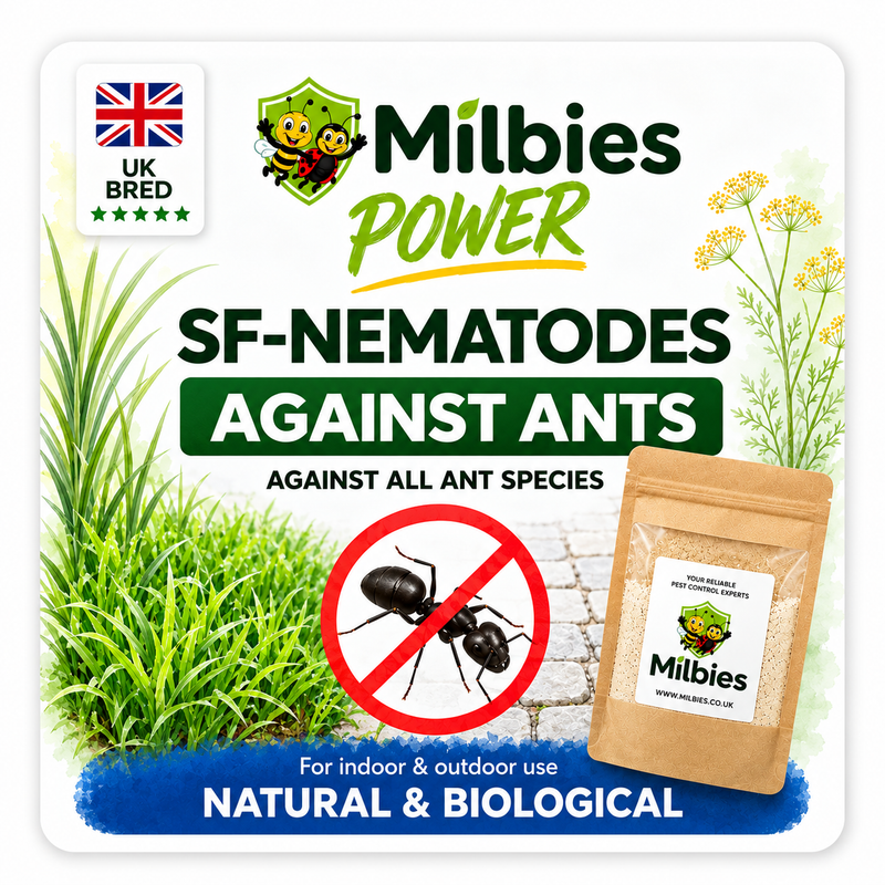 Ant Nest Nematodes