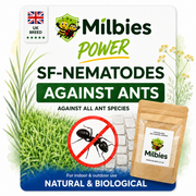 Ant Nest Nematodes