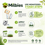 Ant Nest Nematodes