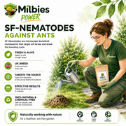 Ant Nest Nematodes