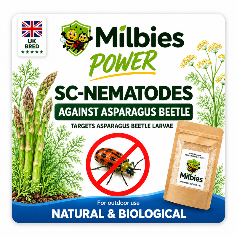 Asparagus Beetle Nematodes