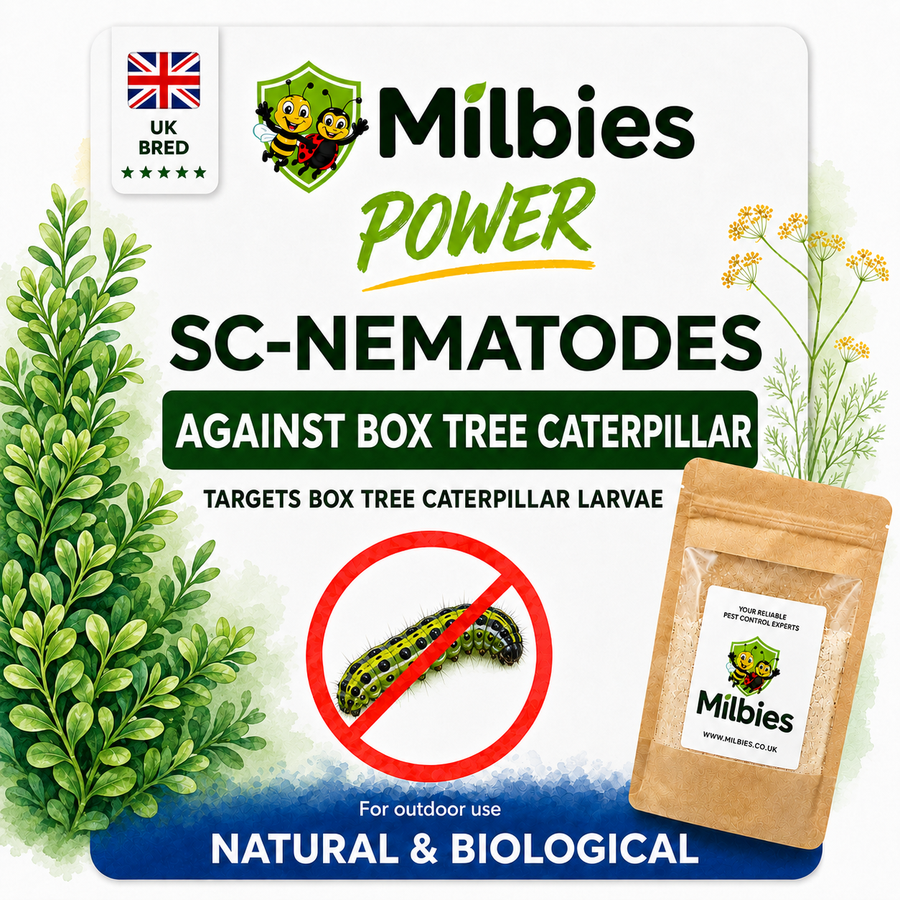 Box Tree Caterpillar Nematodes