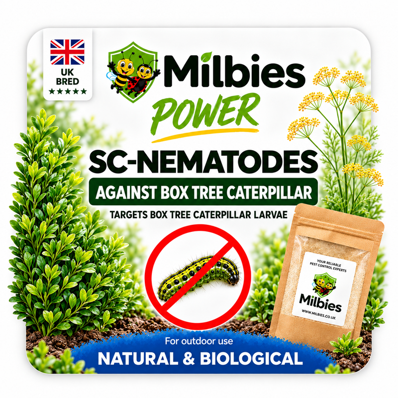 Box Tree Caterpillar Nematodes