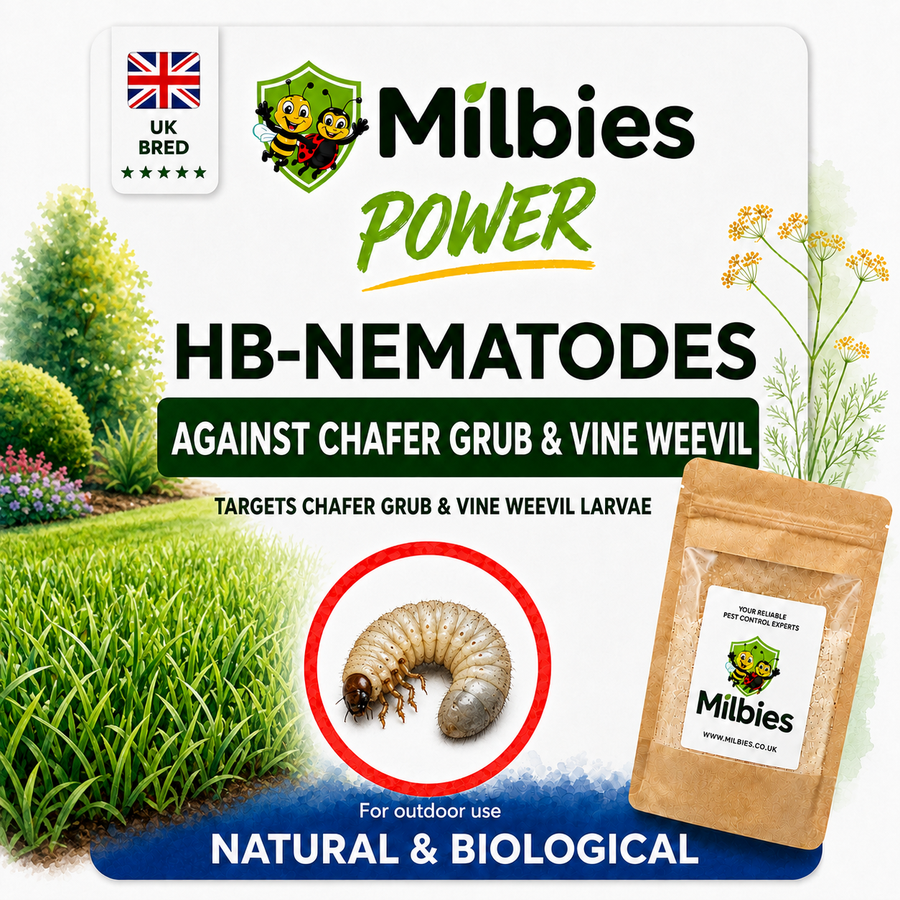 Chafer Grub & Vine Weevil Nematodes