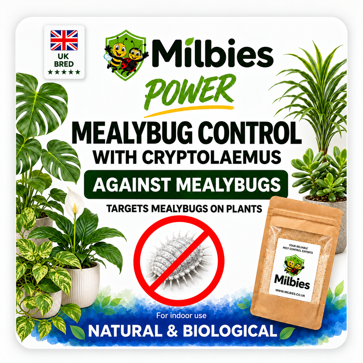 Mealybug Control with Cryptolaemus