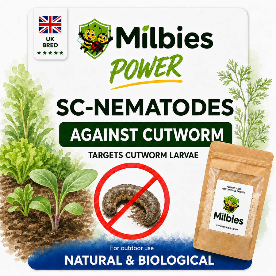 Cutworm Nematodes