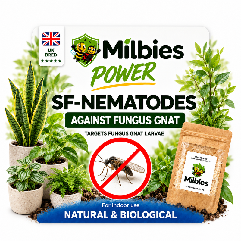 Fungus Gnat Nematodes