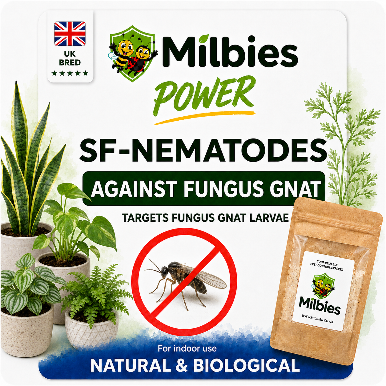 Fungus Gnat Nematodes