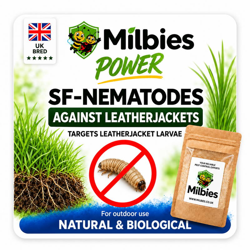 Leatherjacket Nematodes