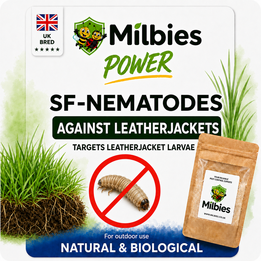 Leatherjacket Nematodes