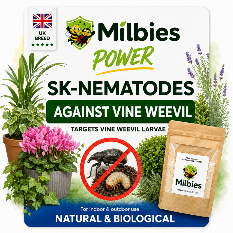 Low Temperature Vine Weevil Nematodes
