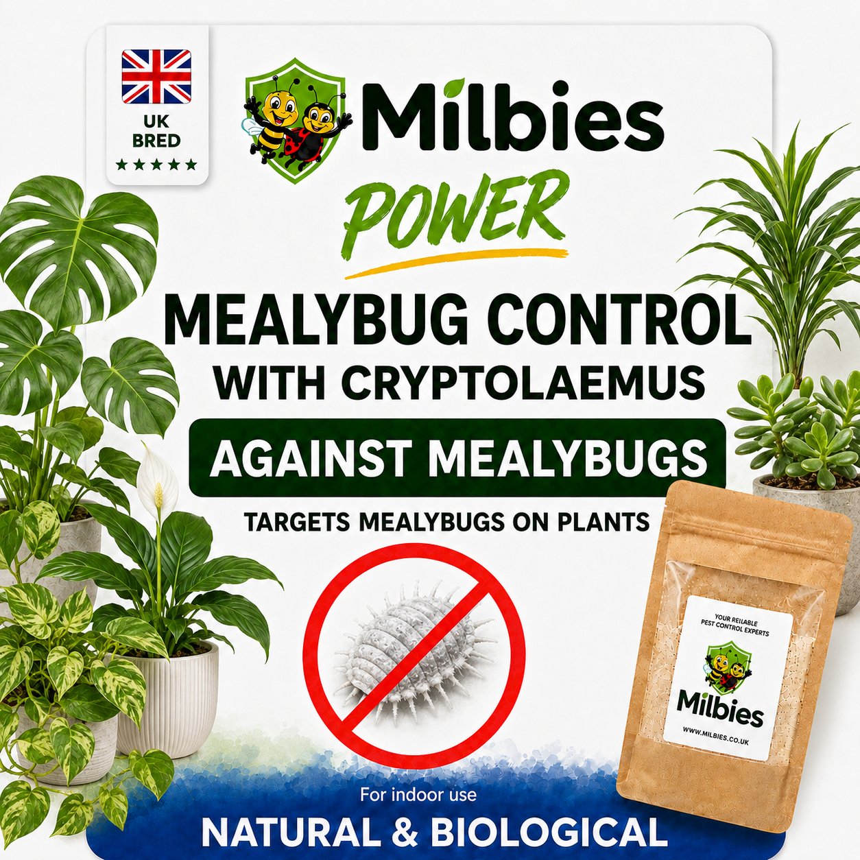 Mealybug Control with Cryptolaemus