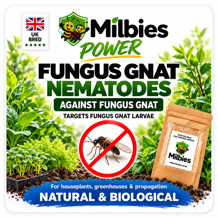 Fungus Gnat Nematodes