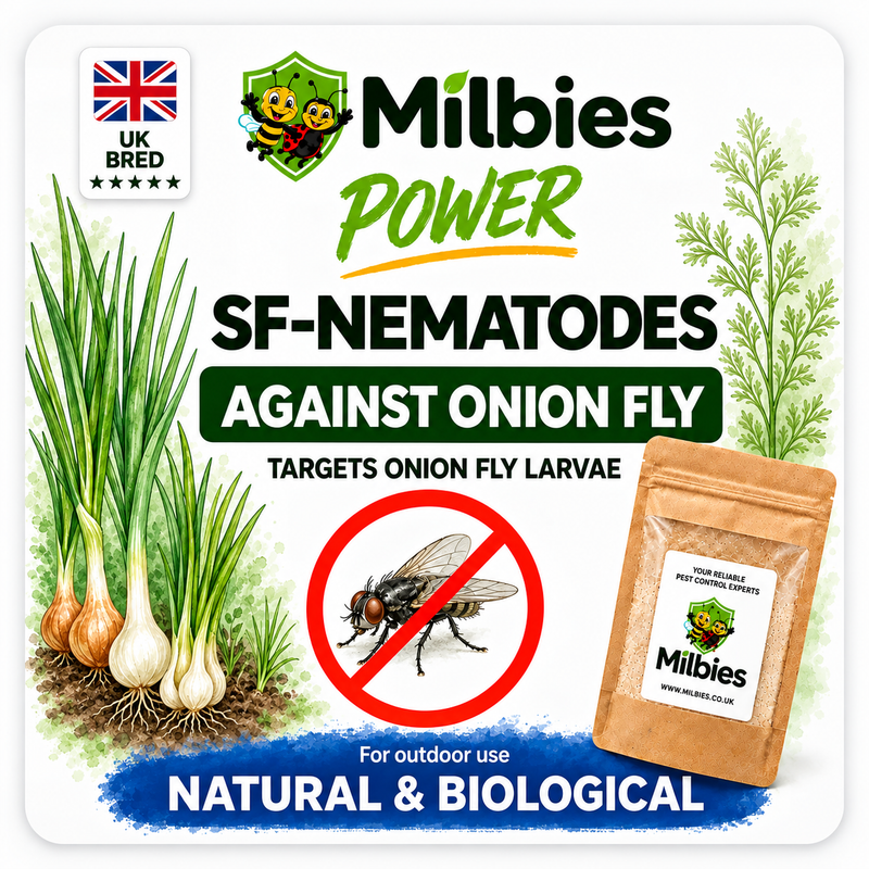 Onion Fly Nematodes