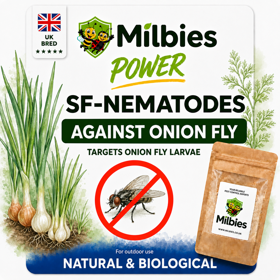 Onion Fly Nematodes