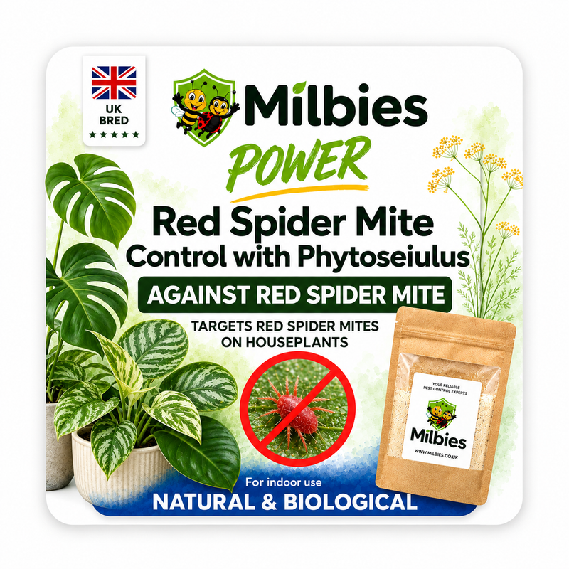Red Spider Mite Control with Phytoseiulus
