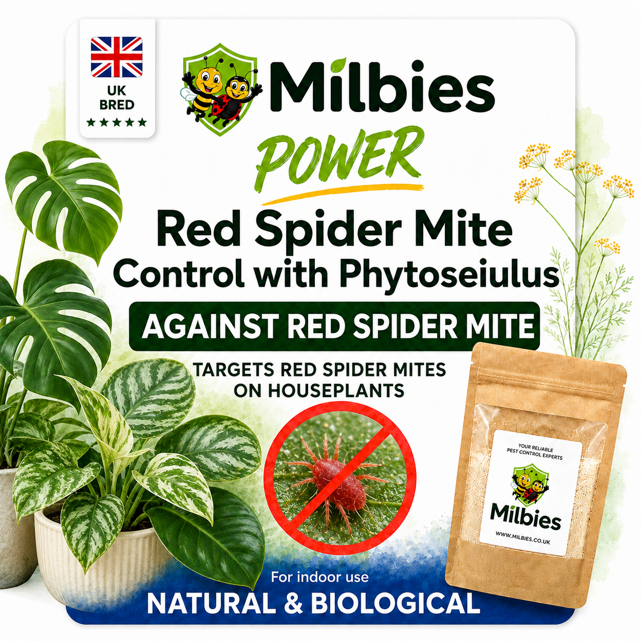 Red Spider Mite Control with Phytoseiulus