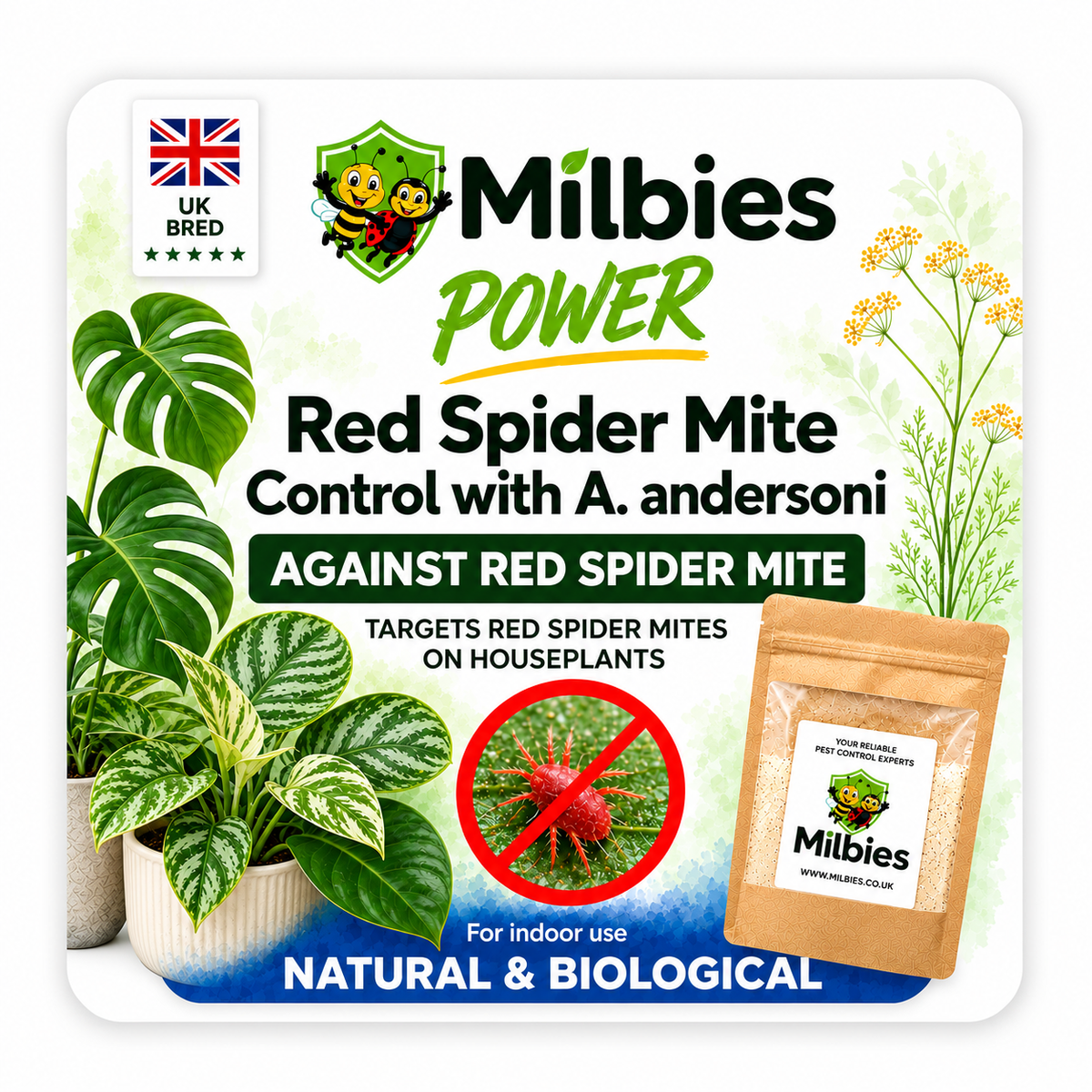 Red Spider Mite Control with A. andersoni