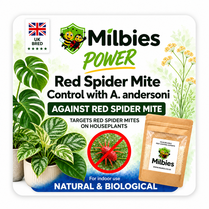 Red Spider Mite Control with A. andersoni