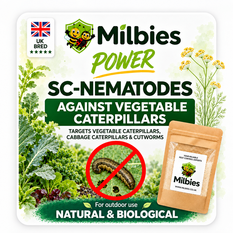 Vegetable Caterpillar Nematodes