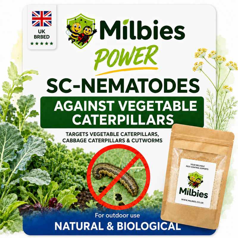 Vegetable Caterpillar Nematodes