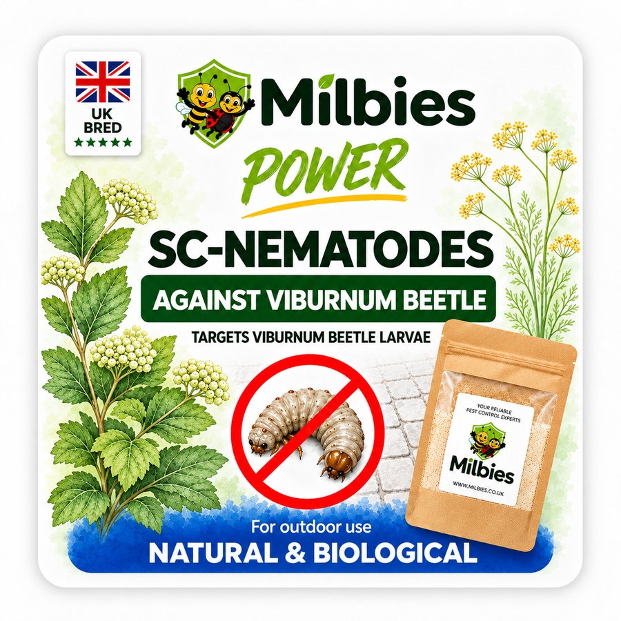 Viburnum Beetle Nematodes