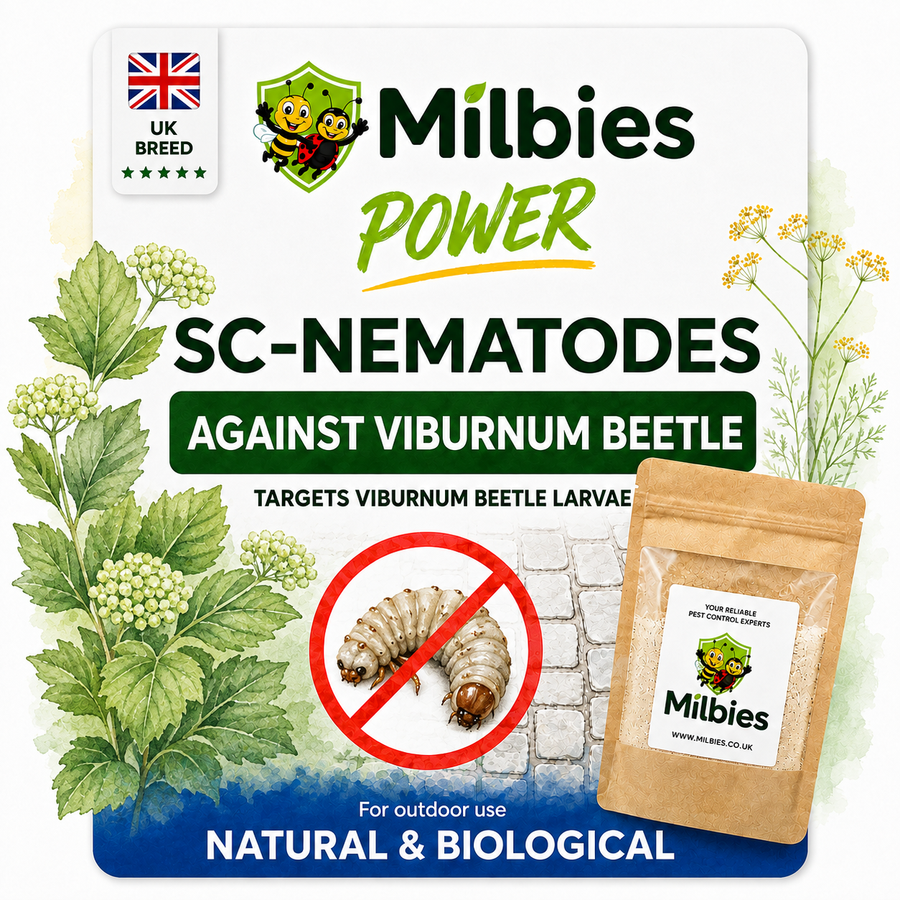 Viburnum Beetle Nematodes