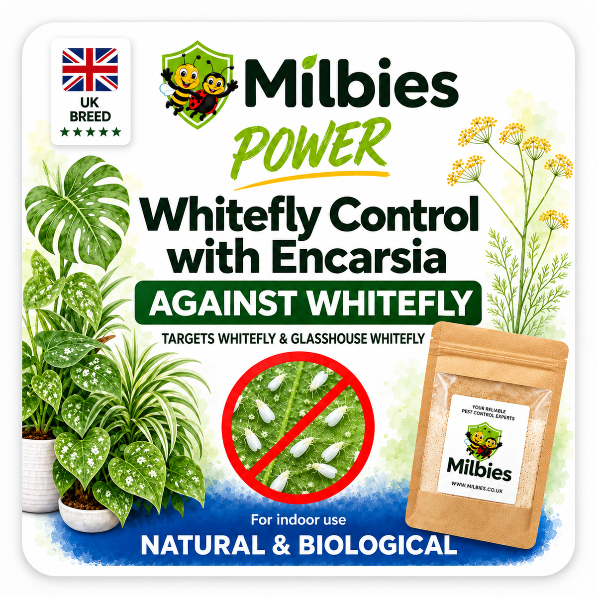 Whitefly Control with Encarsia