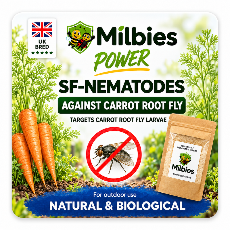 Carrot Root Fly Nematodes