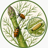 Asparagus Beetles