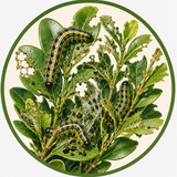 Box Tree Caterpillars