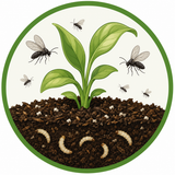 Fungus Gnats
