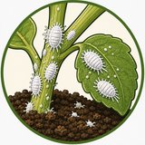 Mealy Bugs