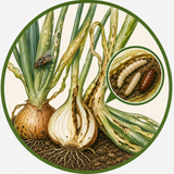 Onion Fly