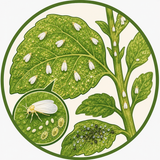 Whitefly